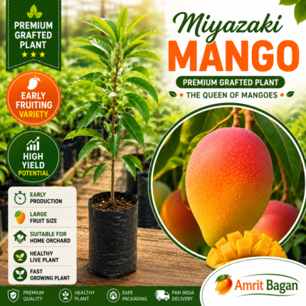 Miyazaki Mango Premium Grafted Plant