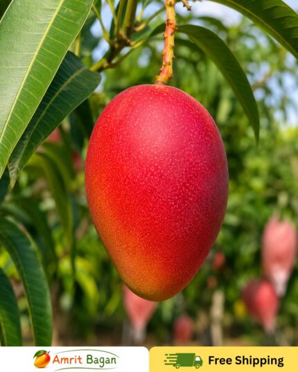 Miyazaki Mango Premium Grafted Plant