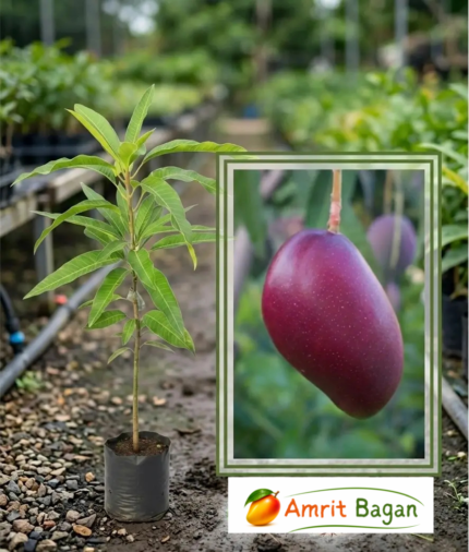 Miyazaki Mango Premium Grafted Plant
