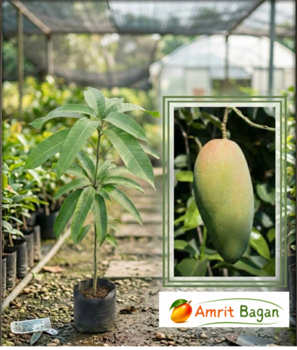 Thai Kiwjay Premium Grafted Plant