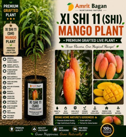 Xi Shi 11 Shi Mango Grafted Aam Fruit Plants