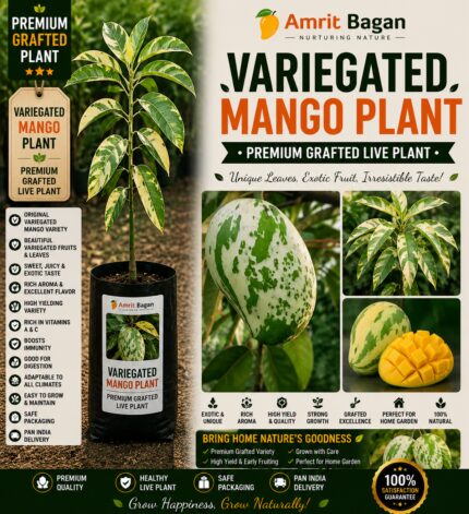 Variegated Mango Aam Grafted Fruit Live Plant