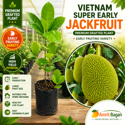 Vietnam Super Early Jackfruit Premium Grafted Plant | Early Fruiting Variety