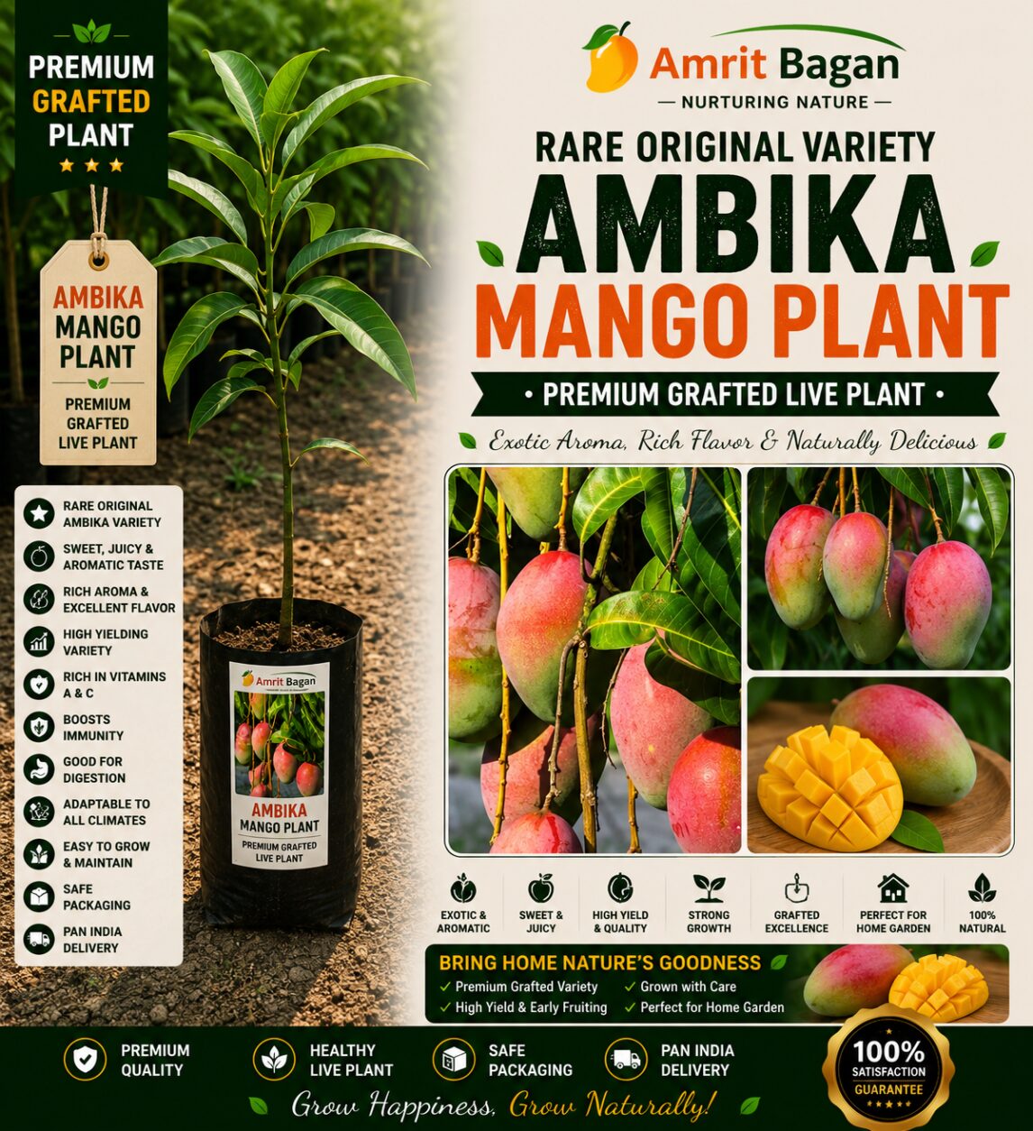 6 Ambika mango Orginal