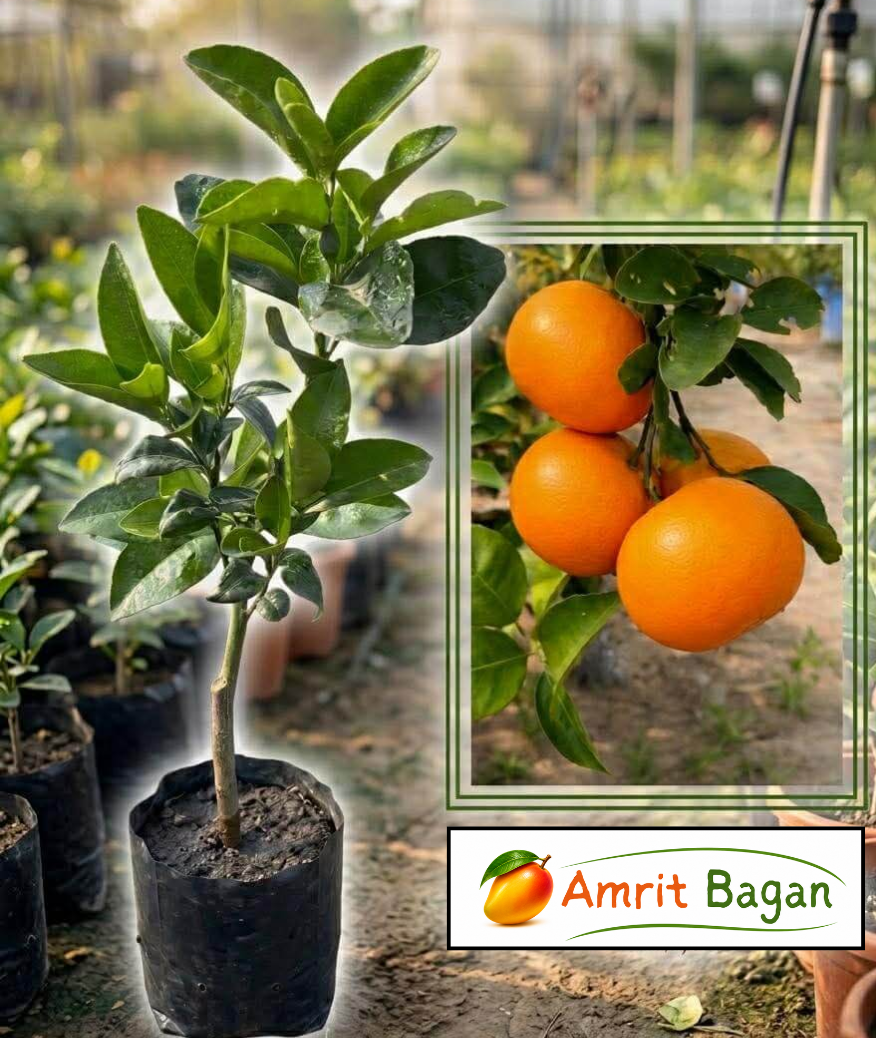 Amrit Bagan P3 (1)