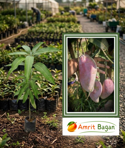 Premium Grafted Red Ivory Mango Plant