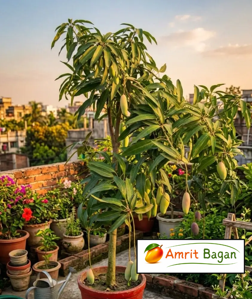 Amrit Bagan P6 (2)