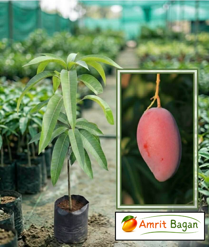 Amrit Bagan P6