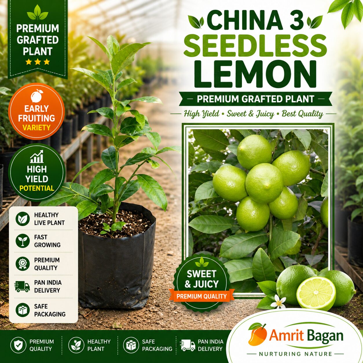 China 3 Seedless lemon