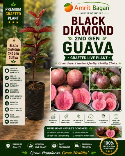 Guava (Black Diamond 2nd Gen)