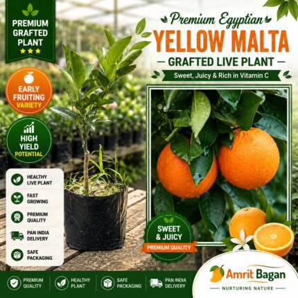 Egyptian Yellow Malta (Mosambi) - Grafted Live Plant