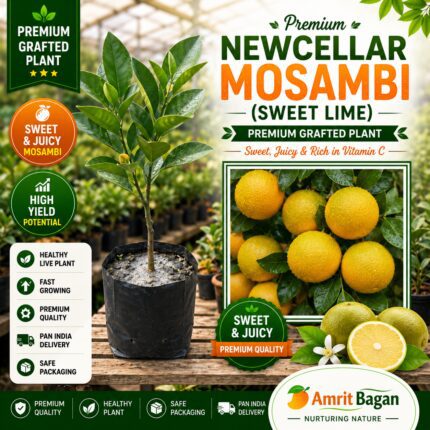 Premium Newcellar Mosambi (Sweet Lime)