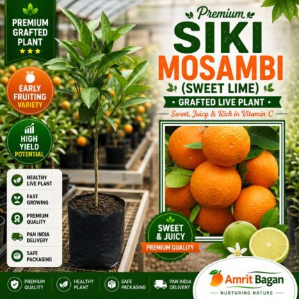 Premium Siki Mosambi (Sweet Lime)
