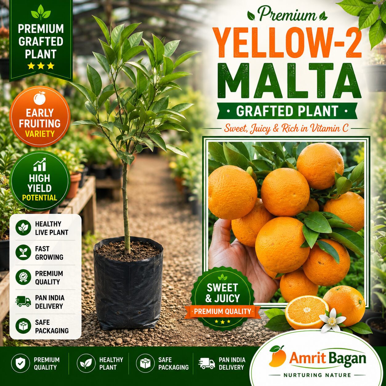 Premium Yellow-2 Malta Grafted Plant
