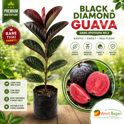 Black Diamond Guava (Dang Ayothaya No.3) Premium Grafted Plant | Rare Thai Red Flesh Guava