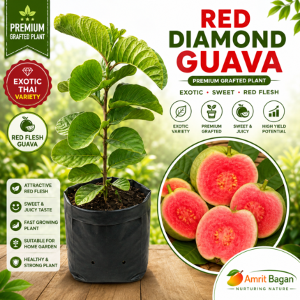 Red Diamond Guava Premium Grafted Plant | Exotic Red Flesh Thai Guava Variety